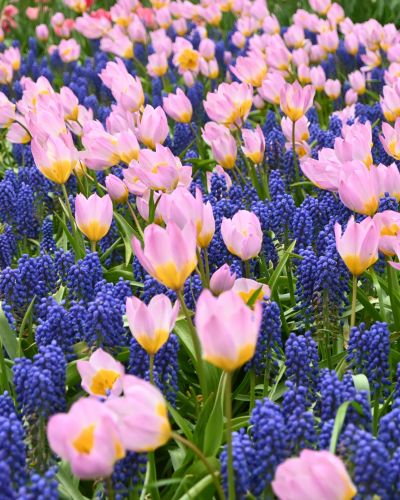 Zmes Delicate Contrasts, 100 kusov